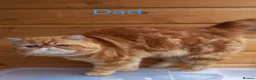 Persian cats for sale: Stunning Persian Exotics long haired and short - Advert 5