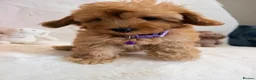 Maltipoo dogs for sale: 💖BEAUTIFUL LICENSED-BRED MALTIPOO💖 in Virginia Water - Advert 25
