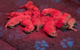 Labrador Retriever dogs for sale: Fab KC Fox Red Pups - 4* Higher Standard Breeder - Advert 5
