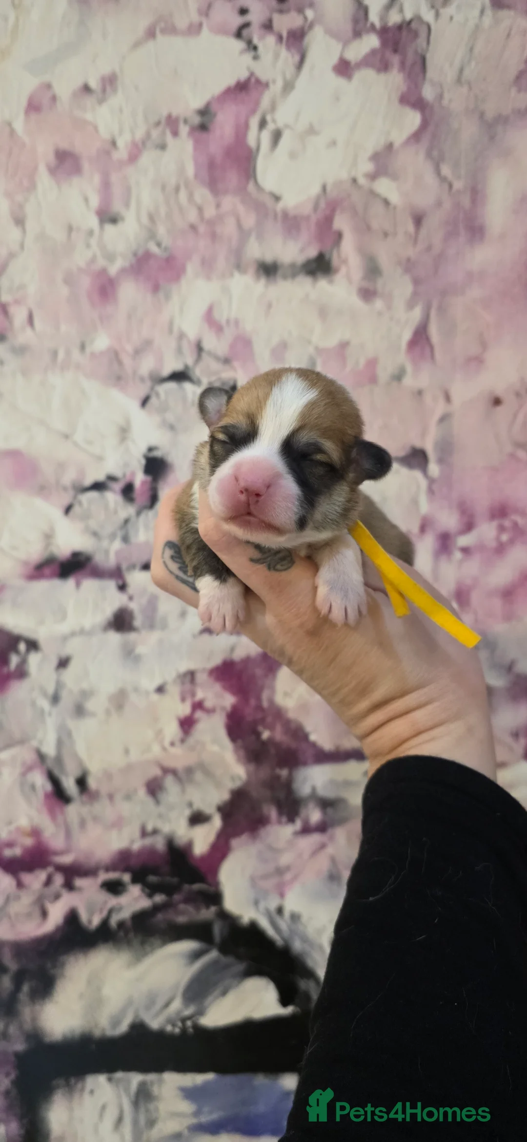 Welsh Corgi Pembroke dogs for sale: Outstanding Welsh Pembroke Corgi Puppies - Advert 23