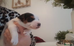 Jack Russell dogs for sale: Jack Russell  - Advert 14