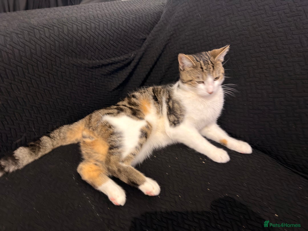 Mixed Breed cats for sale: lovely male cat loves to play and loves to eat😋 - Advert 1