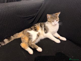 Mixed Breed cats lovely male cat loves to play and loves to eat😋 - Advert 1