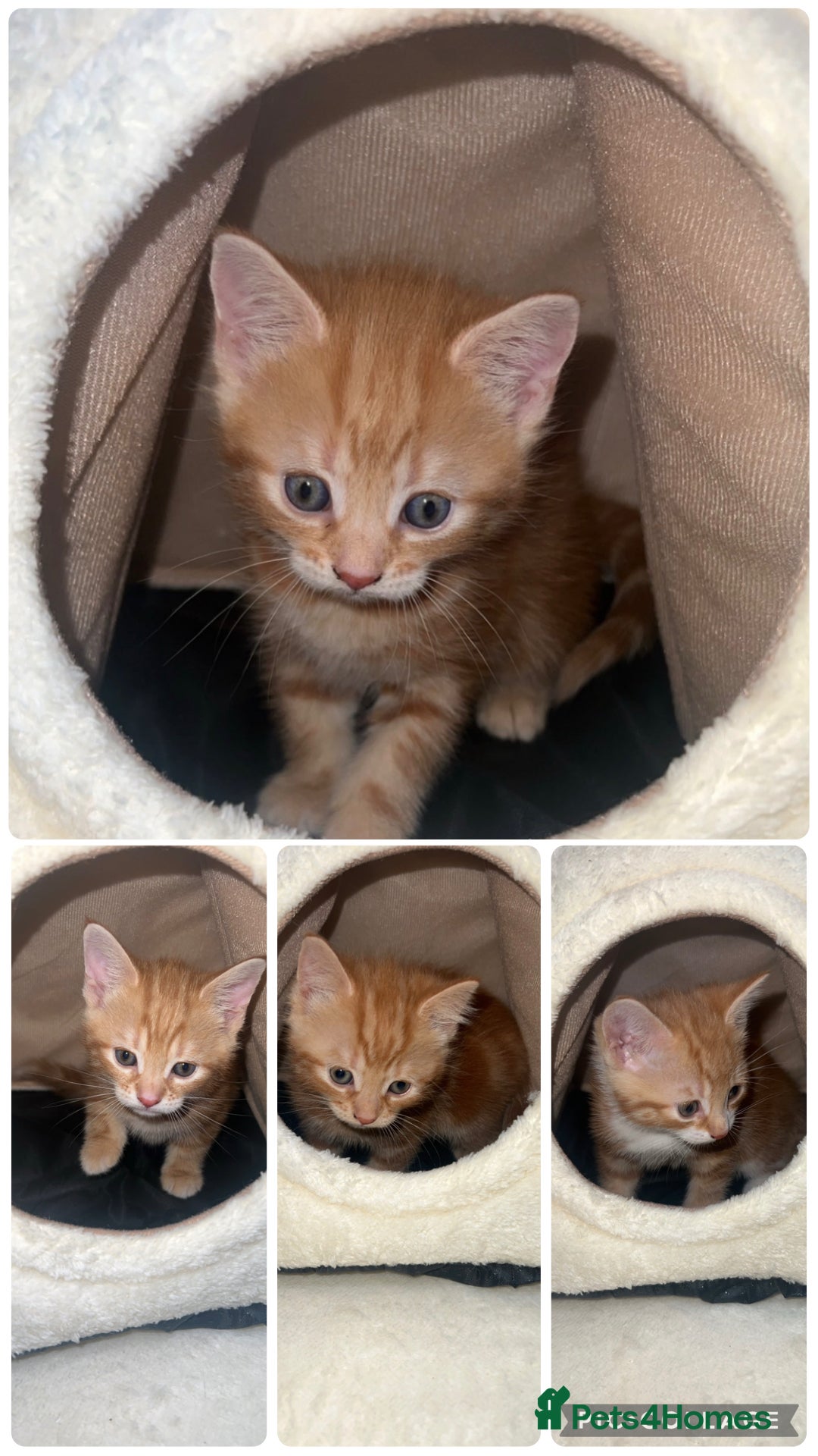 Mixed Breed cats kittens - Advert 5