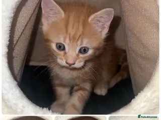 Mixed Breed cats kittens - Advert 5