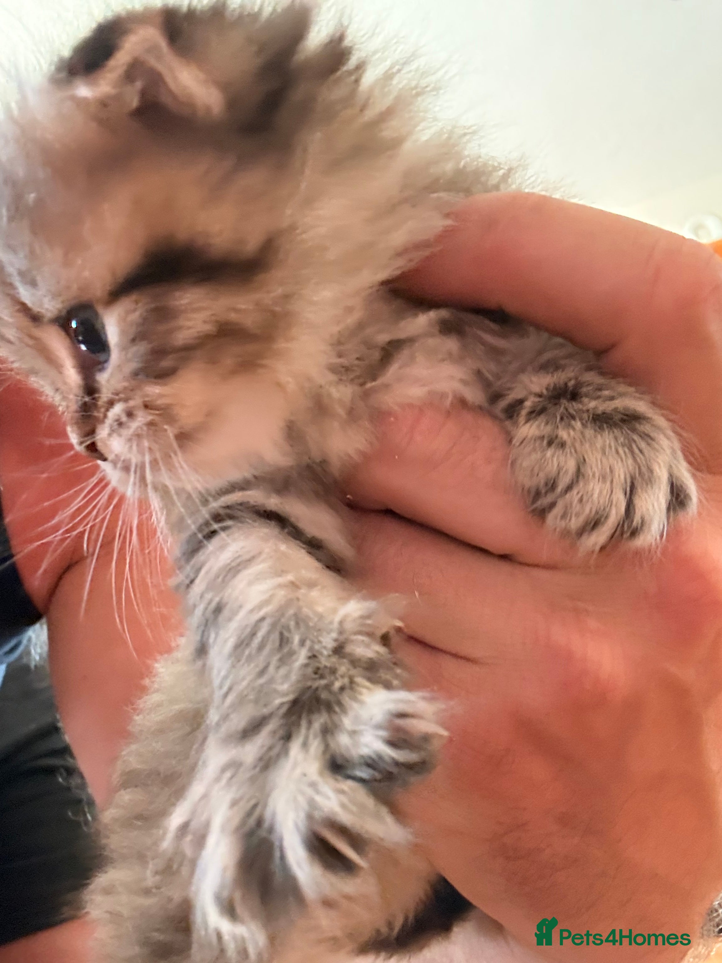 British Longhair cats for sale: Beautiful rainbow litter now available to reserve - Advert 14
