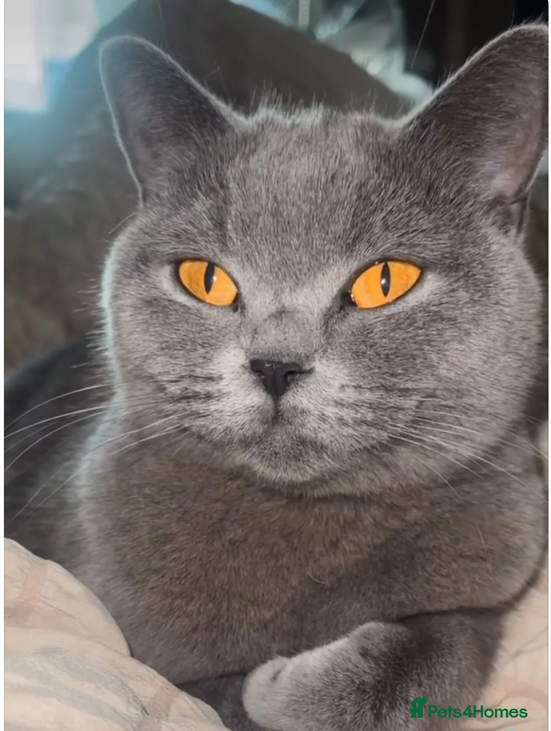 British Shorthair cats for sale: British short hair cinnamon carriers  - Advert 2