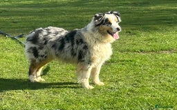 Australian Shepherd dogs for sale: KC registered Australian Shepard puppies - Image 24