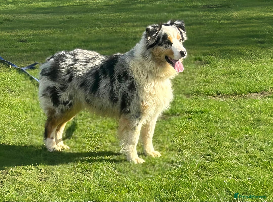 Australian Shepherd dogs for sale: KC registered Australian Shepard puppies - Image 24