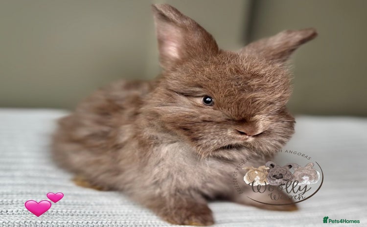 Angora rabbits Fully Vaccinated Pedigree Angoras Ready to Reserve - Advert 4