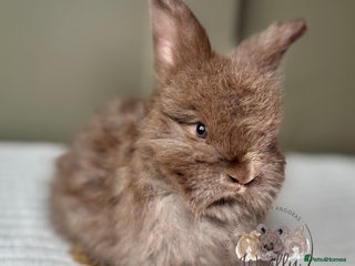 Angora rabbits Fully Vaccinated Pedigree Angoras Ready to Reserve - Advert 2