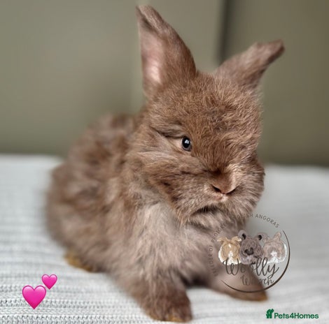 Angora rabbits Fully Vaccinated Pedigree Angoras Ready to Reserve - Advert 2