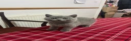 British Shorthair cats for sale: !!! Pure Blood Champions Pedigree BSH Kittens!!! - Advert 16