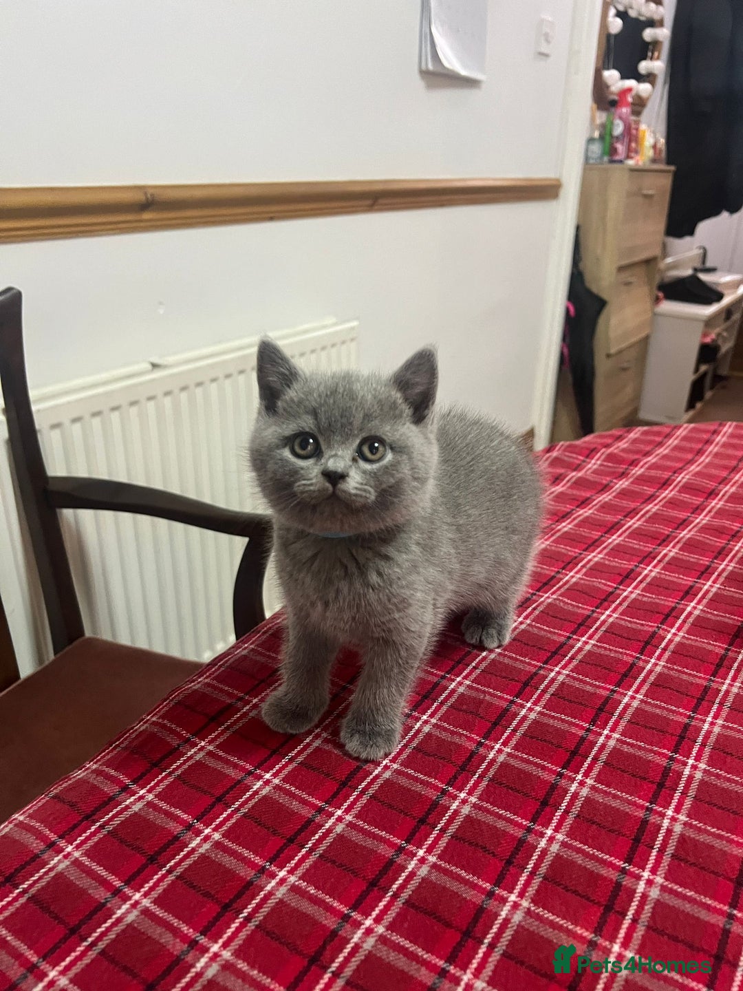 British Shorthair cats for sale: !!! Pure Blood Champions Pedigree BSH Kittens!!! - Advert 16
