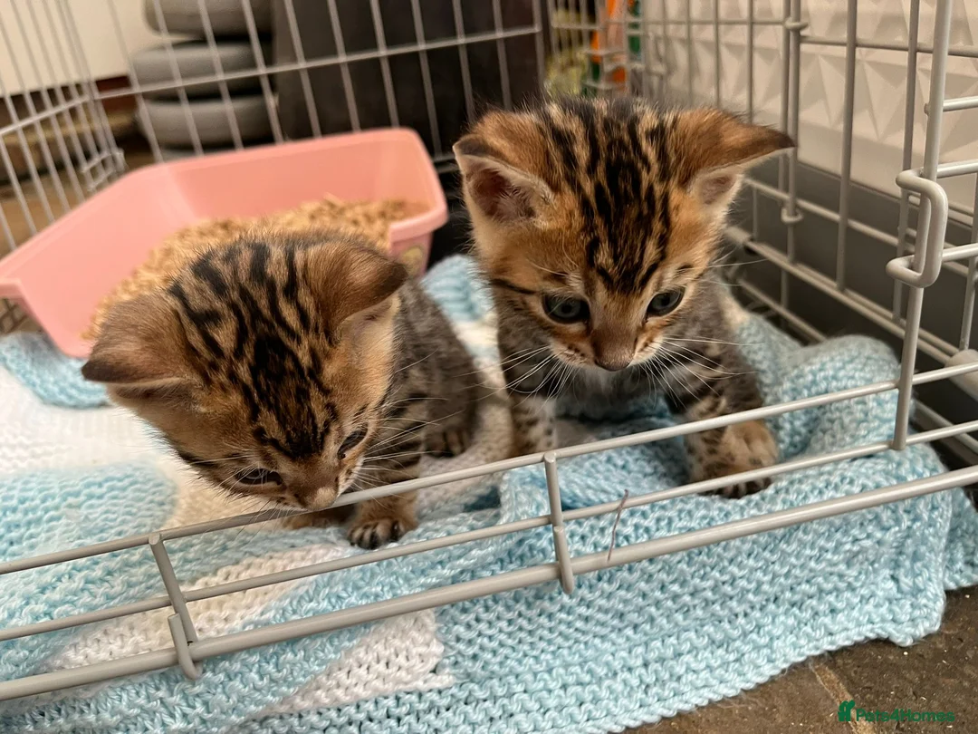 Bengal cats for sale: Bengal kittens  - Advert 2