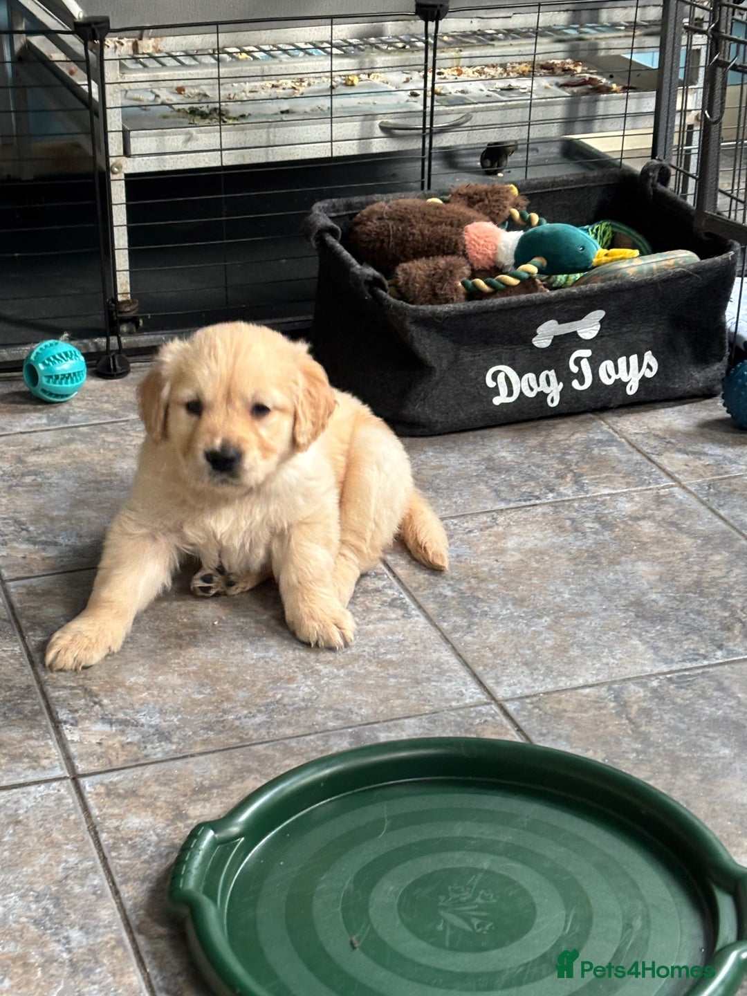 Golden Retriever dogs for sale: Two Boy puppies for sale - Advert 9
