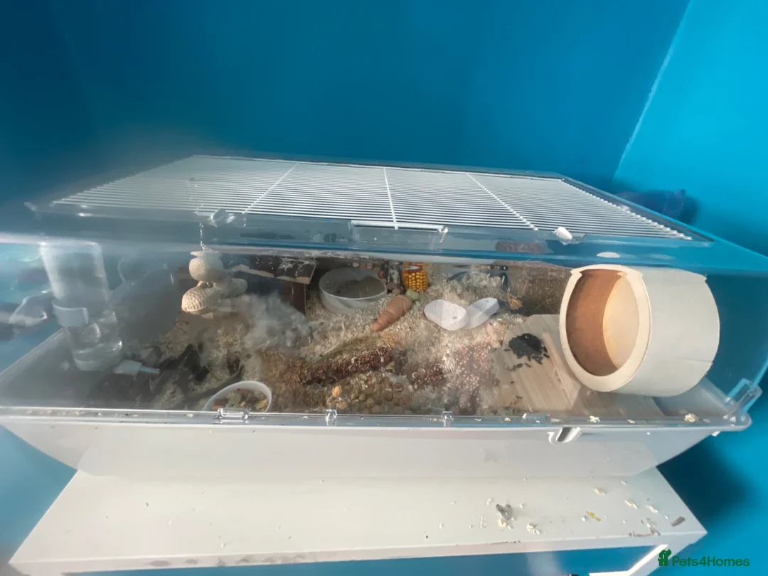 Hamster rodents for sale: Dwarf Hamster and cage  in Liverpool - Advert 2