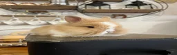 Mini Lion Lop rabbits for sale:  Beautiful Mini Lion Lop Bunnies  - Advert 4