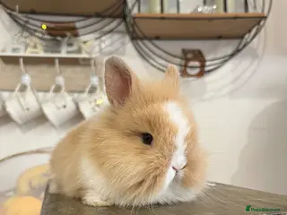 Mini Lion Lop rabbits Beautiful Mini Lion Lop Bunnies - Advert 2