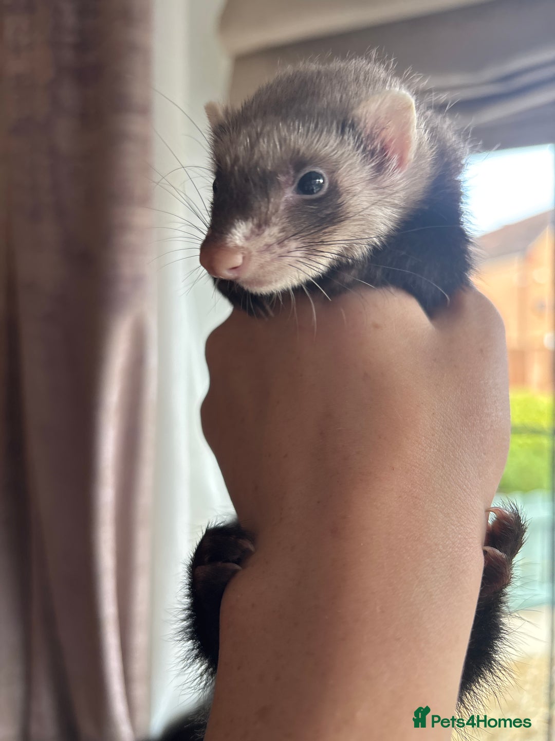 Ferret rodents for sale: 1 ferret for sale MESSAGE  FOR PICTURES  - Image 2