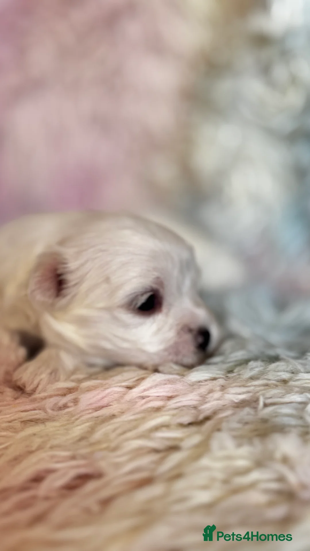 Maltese dogs for sale: Kc registered mini Maltese  - Advert 15