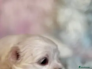 Maltese dogs Kc registered mini Maltese - Advert 3