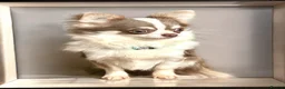 Chihuahua dogs for stud: Super Tiny lilac parti KC long coat Chihuahua STUD - Advert 4