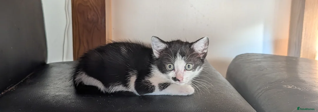 Mixed Breed cats for sale: Beautiful kittens - Advert 2