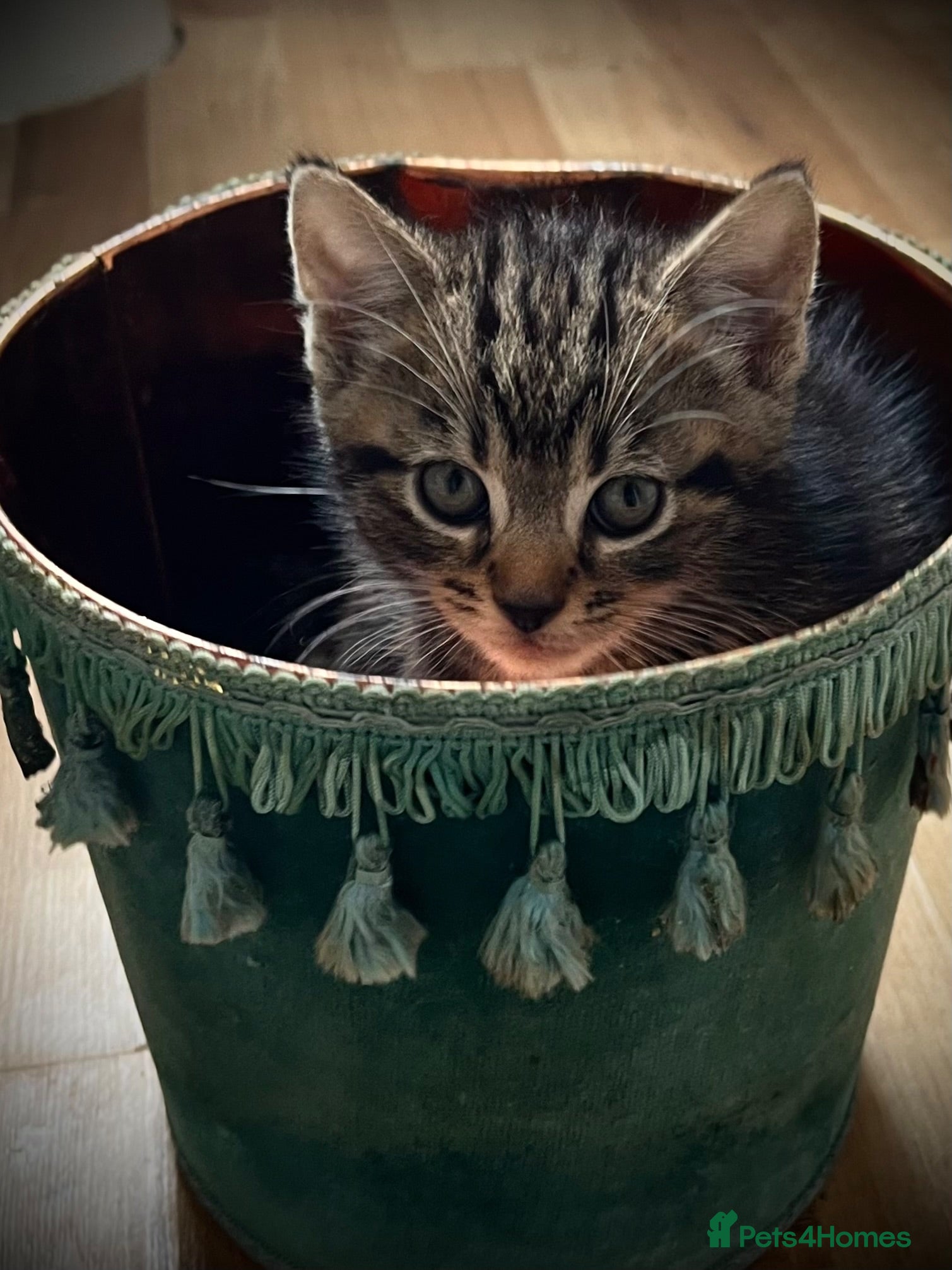 Mixed Breed cats Beautiful Tabby Kittens  - Advert 18