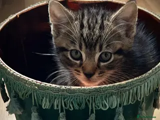 Mixed Breed cats Beautiful Tabby Kittens - Advert 18