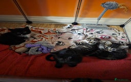 Domestic Shorthair cats for sale: Beautiful litter of kittens 3 x girls and 1 boy - Image 2