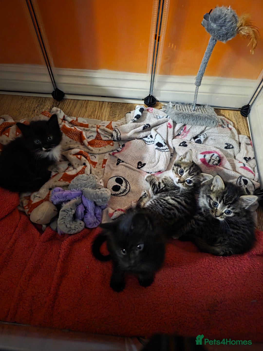 Domestic Shorthair cats for sale: Beautiful litter of kittens 3 x girls and 1 boy - Image 2