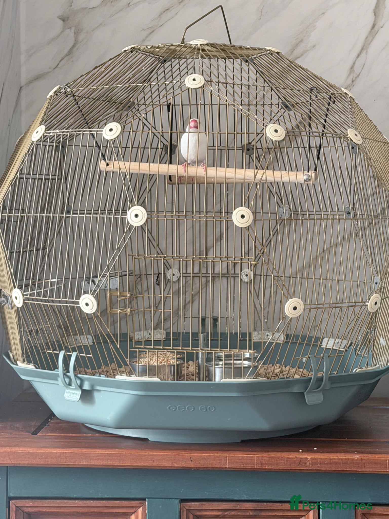 Finches birds for sale: Java sparrows  - Advert 1