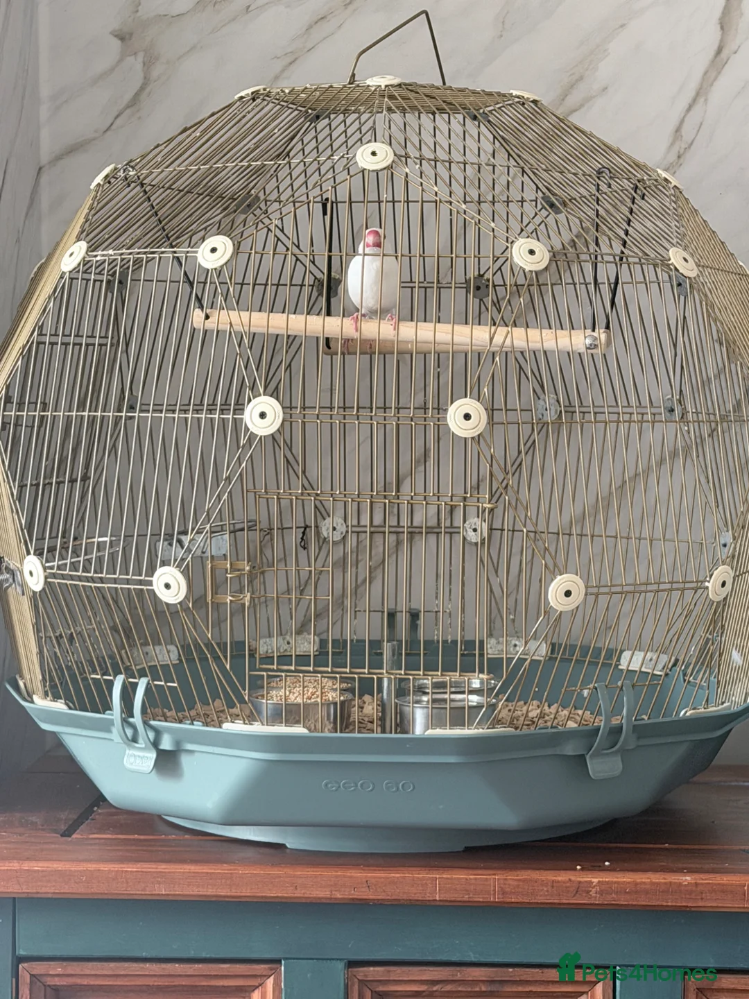 Finches birds for sale: Java sparrows  in Tipton - Advert 1
