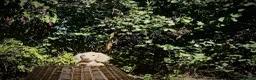 Miniature Dachshund dogs for sale: 1 only Blonde cream miniature dachshund - Advert 18