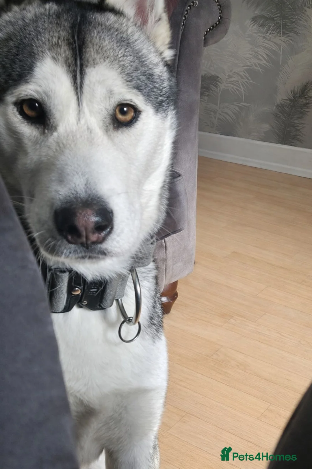 Siberian Husky dogs for sale: Female siberian husky - Advert 2