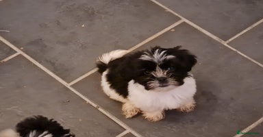 Mixed Breed dogs - Advert 8