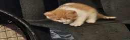 Mixed Breed cats for sale: Ginger and white Kitten for sale in London - Advert 3