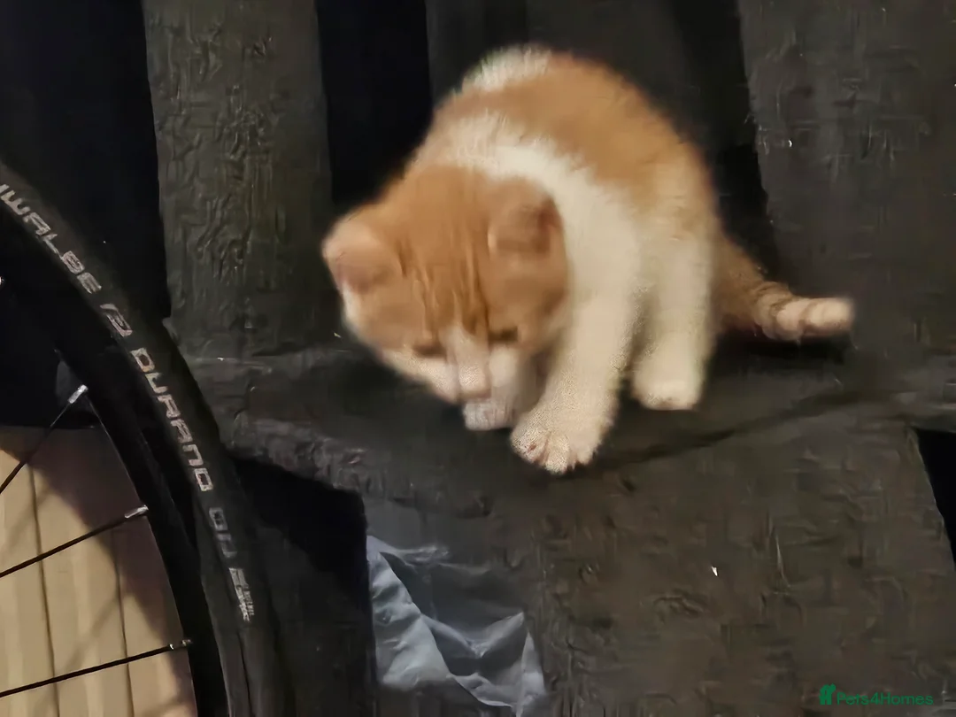 Mixed Breed cats for sale: Ginger and white Kitten for sale in London - Advert 3