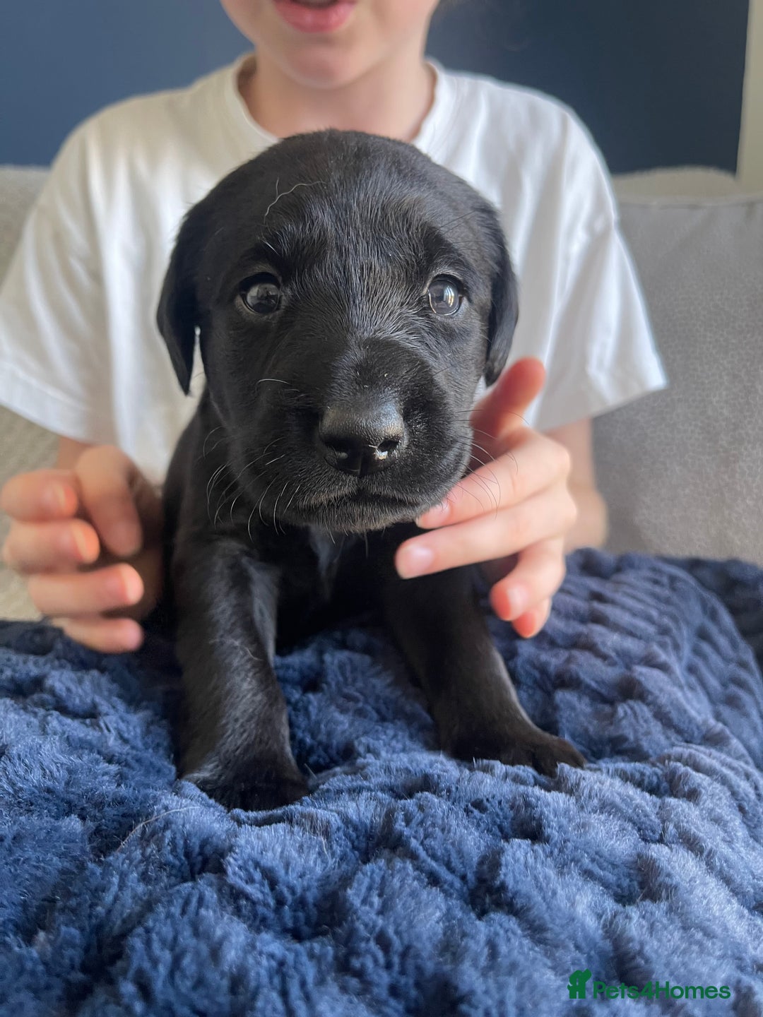 Labrador Retriever dogs for sale: Beautiful KC Black Female Pups  - Image 20