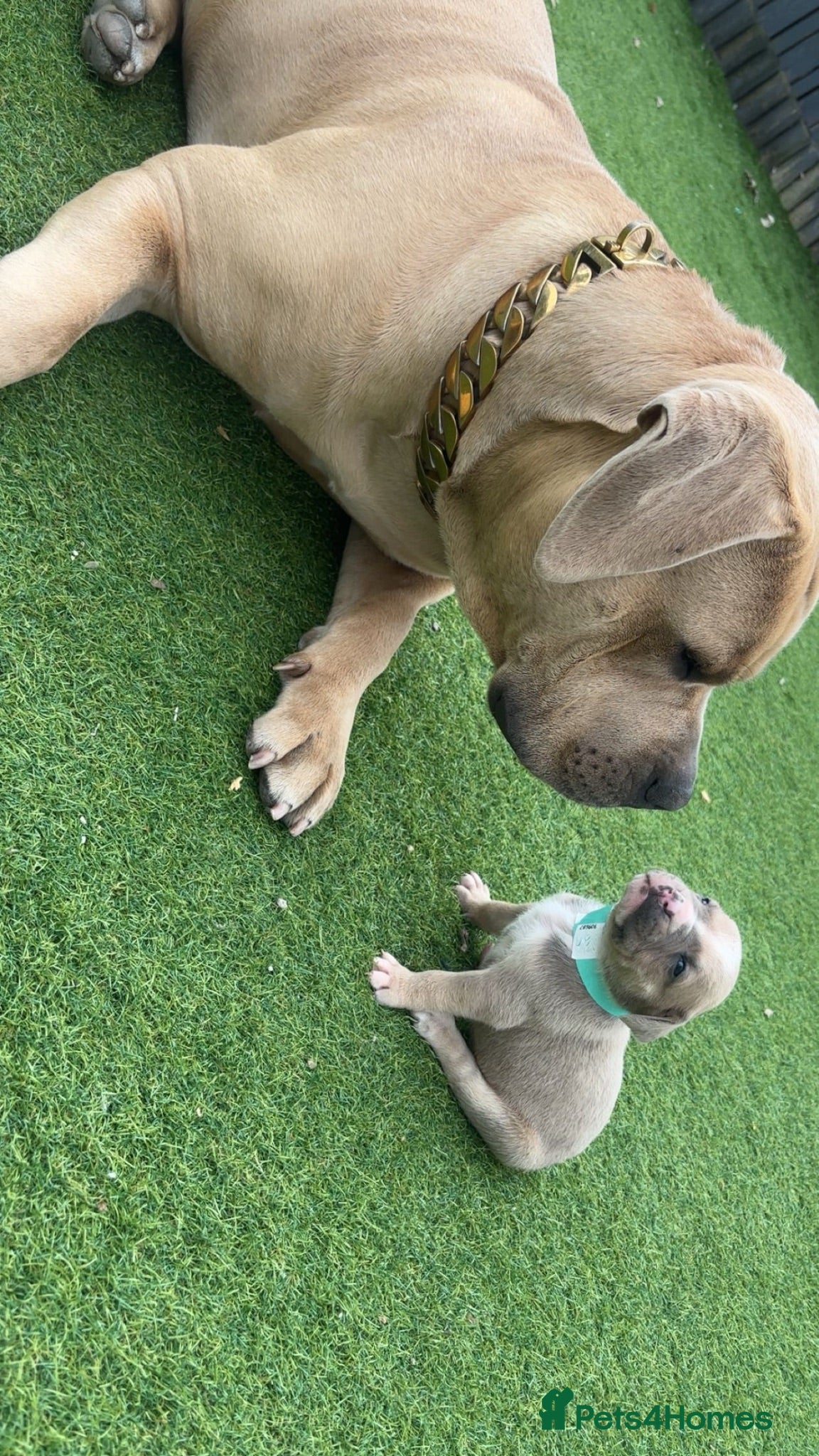 American Bully dogs Beautiful American bully’s 🐶  - Advert 1