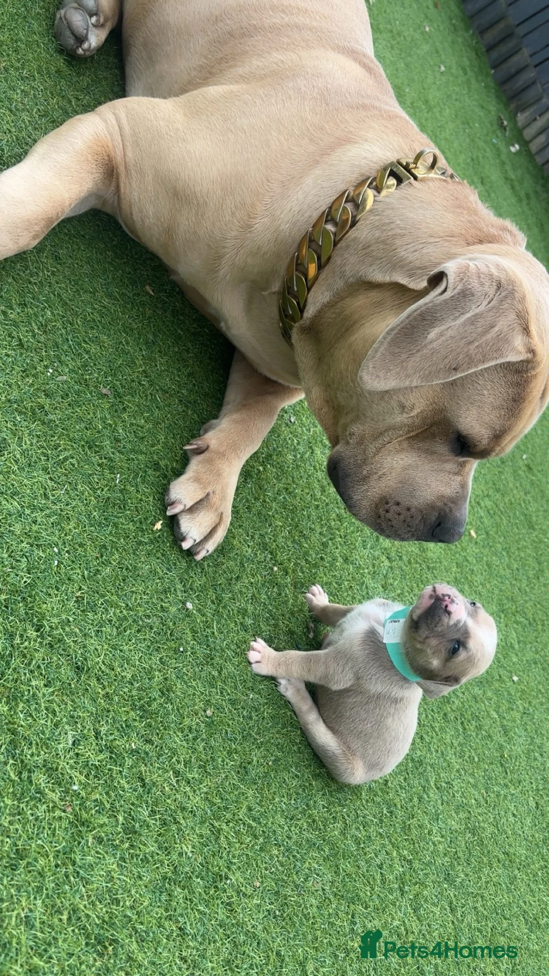 American Bully dogs for sale: Beautiful American bully’s 🐶  - Advert 1