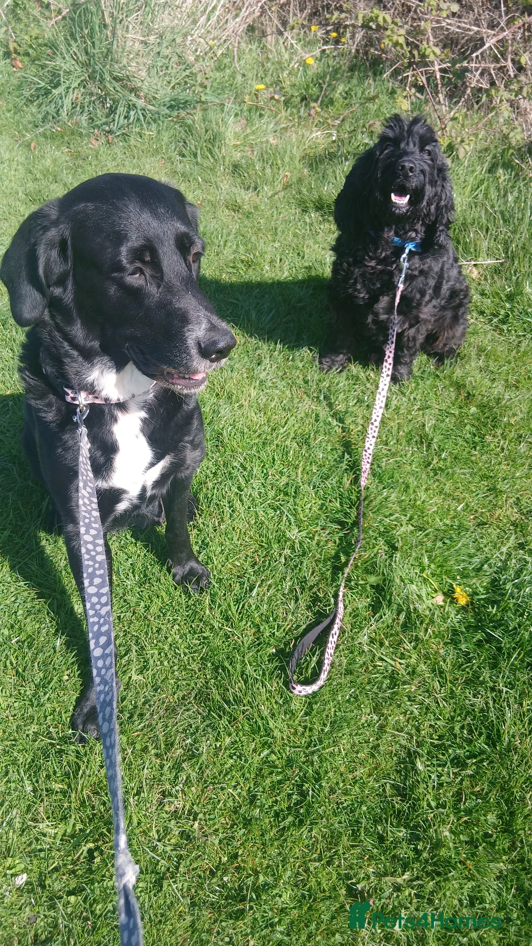 Mixed Breed dogs for sale: Beautiful Cockapoo and Retriever x puppies  in Manchester - Advert 2