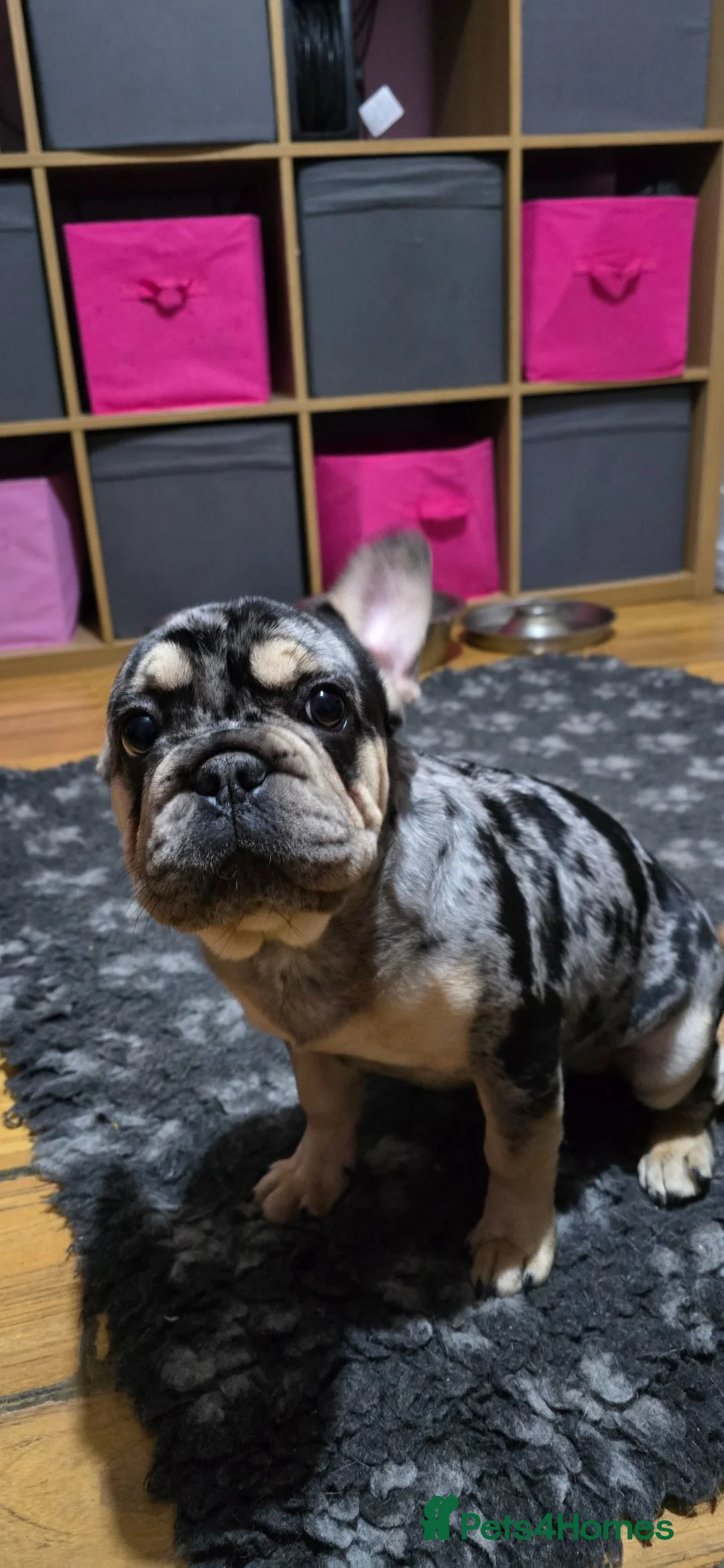 French Bulldog dogs for sale: French bulldog Rope nose  - Advert 2