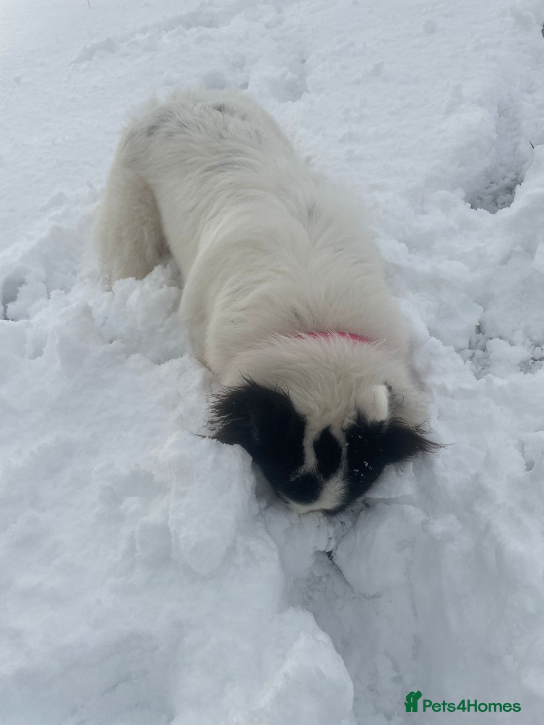 Mixed Breed dogs for sale: Samoyed/Border Collie Hybrid  - Advert 3