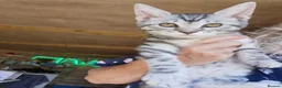 Mixed Breed cats for sale: Maine coon cross  - Advert 13