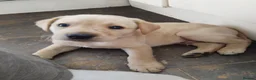 Labrador Retriever dogs for sale: 4 gorgeous Labrador boys - Advert 6