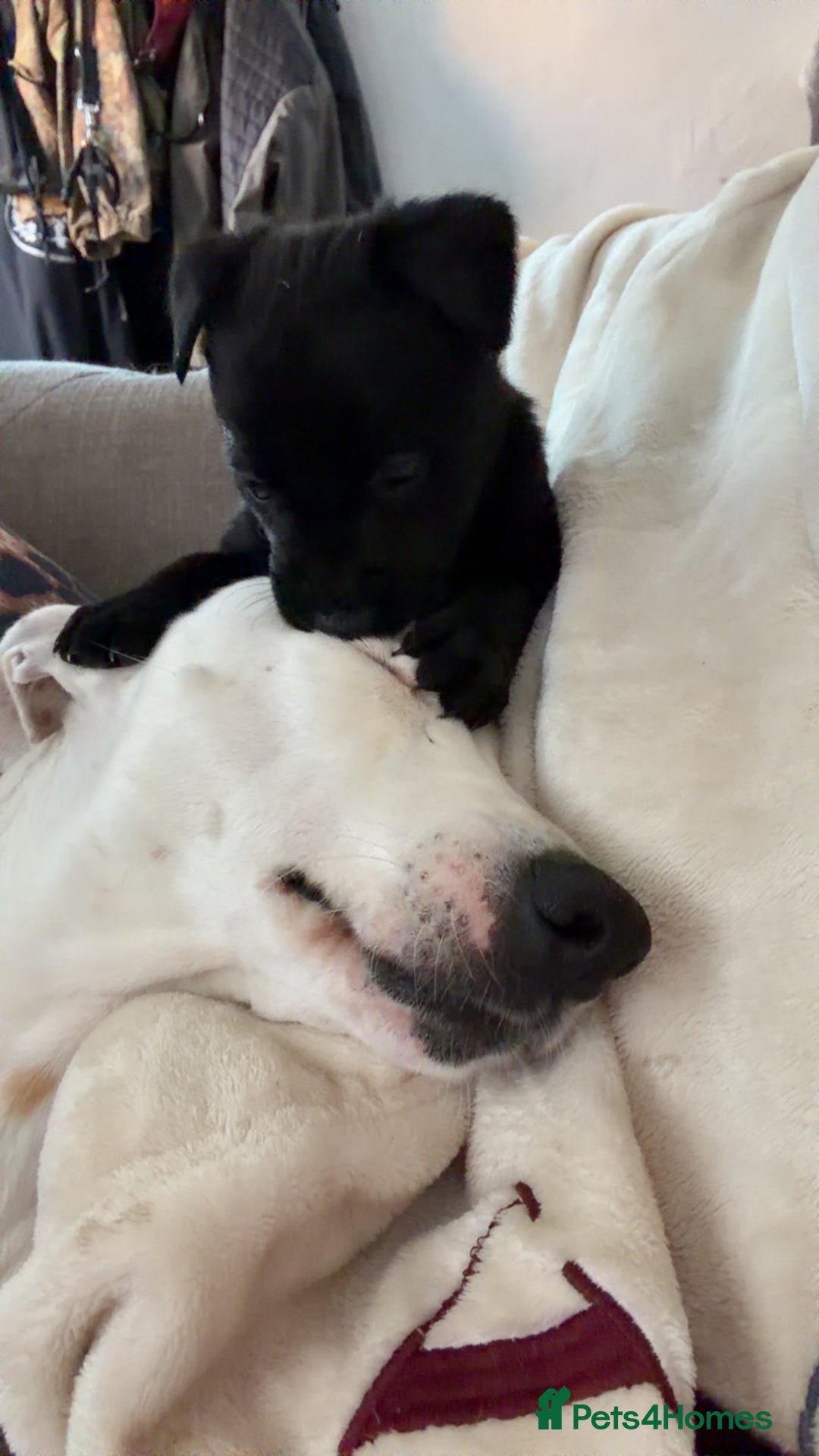 Mixed Breed dogs for sale: Belgian Malinois  - Advert 6