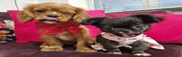 Cavalier King Charles Spaniel dogs for sale: Queenie kennel club female  - Advert 7