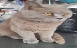 Brazilian Shorthair cats for sale: British shorthair Cross kittens - Image 14